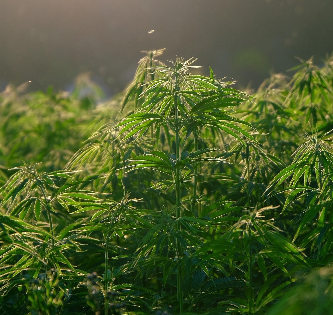 A field of marijuana plants