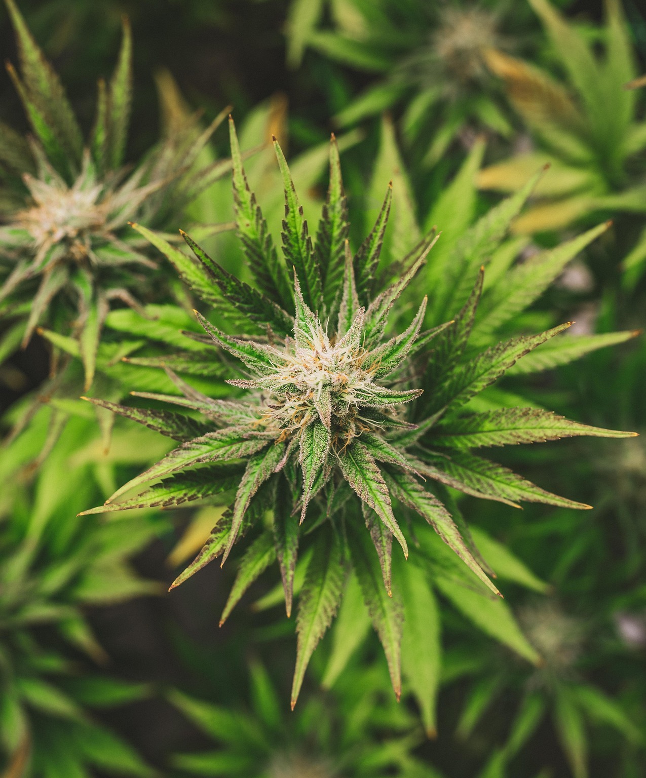 A high quality image of a cannabis plant, top view